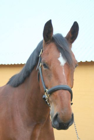 Billede