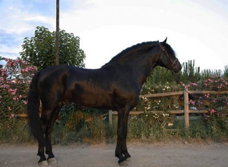 Billede