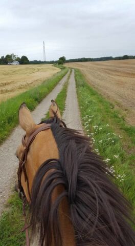 Billede