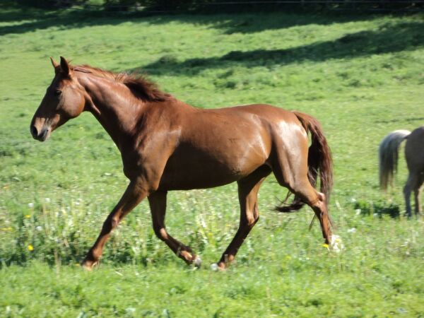 Billede
