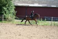 Billede