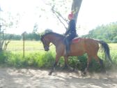 Billede