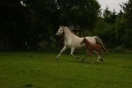 Billede