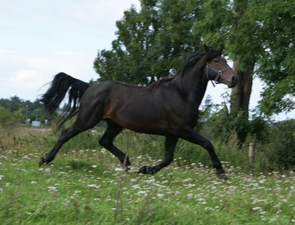 Billede
