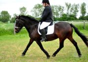 Billede