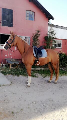 Billede