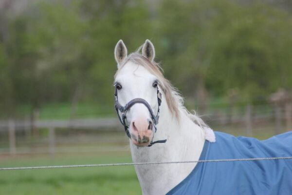 Billede