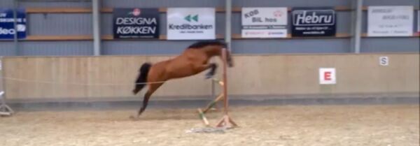 Billede