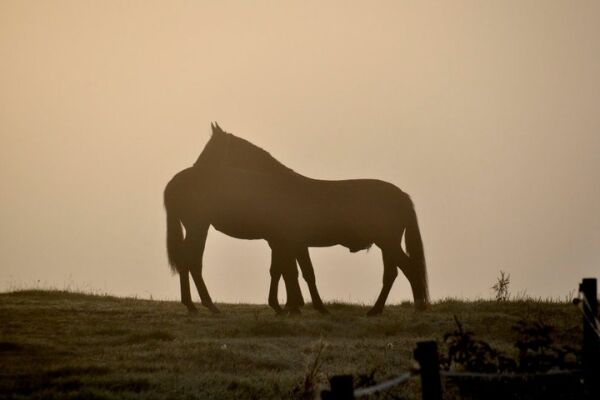 Billede