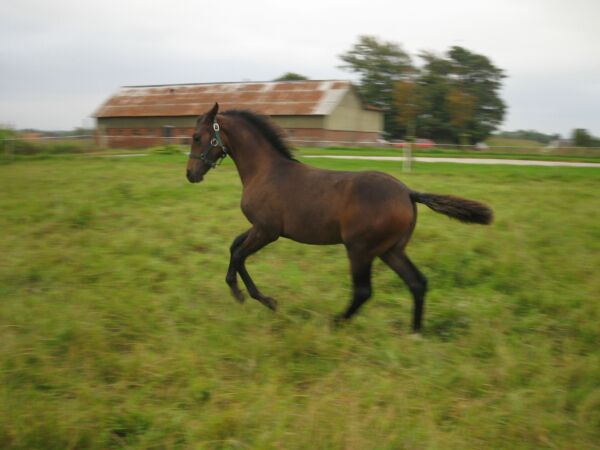 Billede