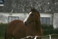 Billede