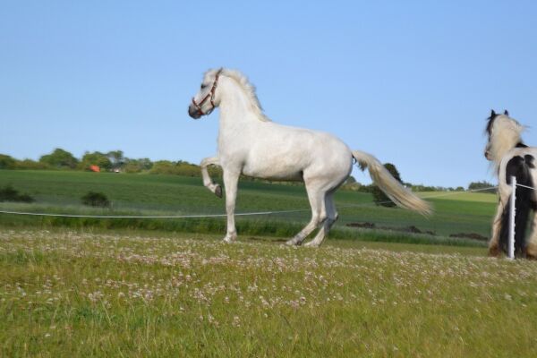 Billede