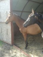 Billede