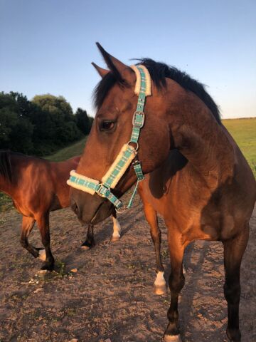 Billede