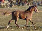 Billede