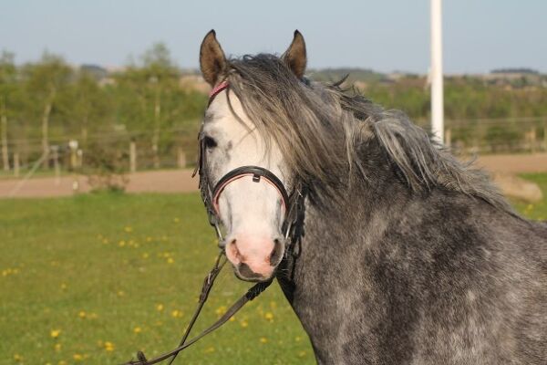 Billede