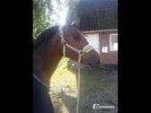 Billede