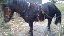 Billede