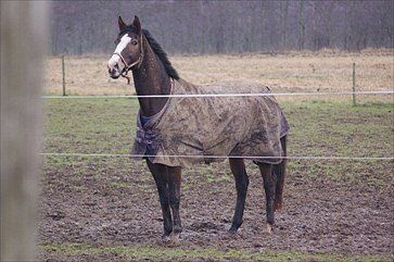 Billede