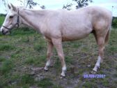 Billede