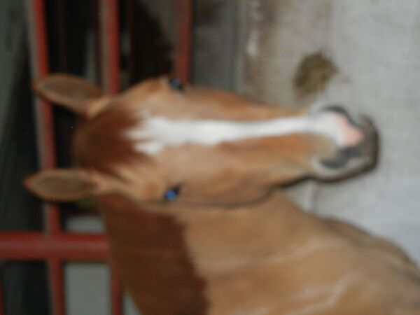 Billede