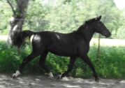Billede