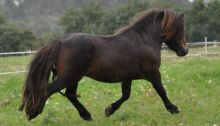 Billede