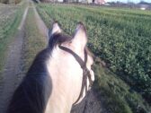 Billede