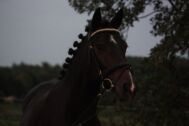 Billede