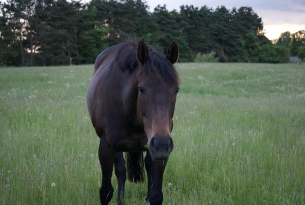 Billede