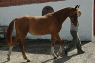 Billede