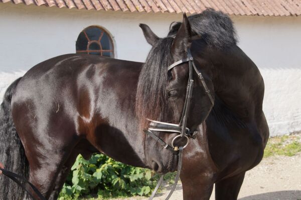 Billede