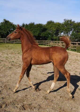 Billede