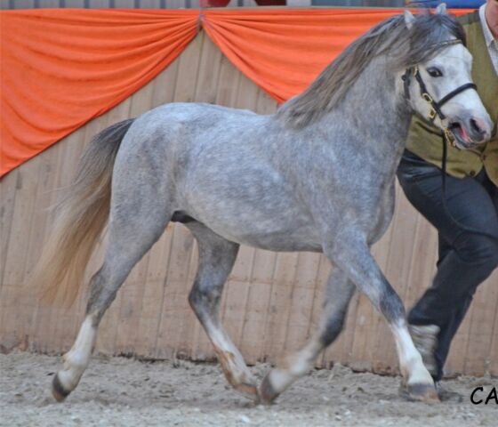 Billede