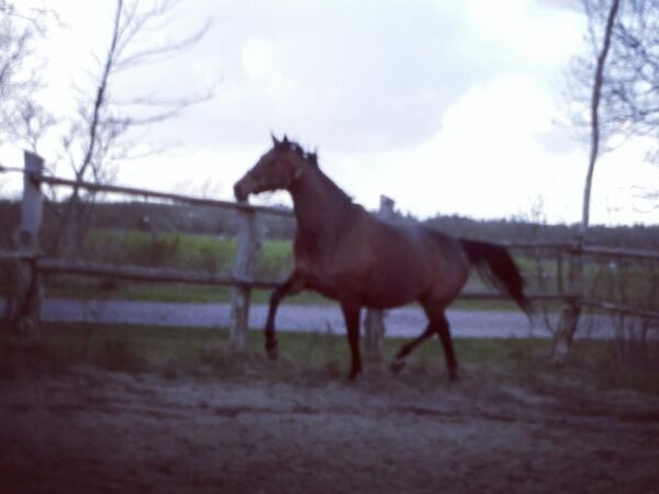 Billede