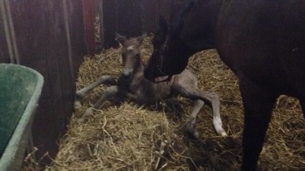 Billede