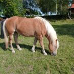 Billede