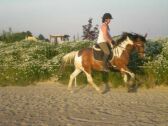 Billede