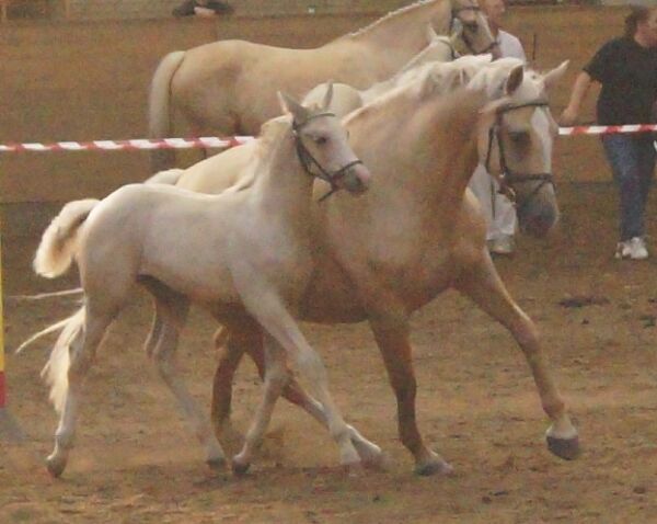 Billede