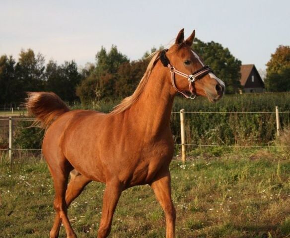 Billede