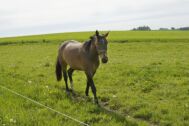 Billede