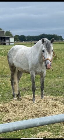 Billede