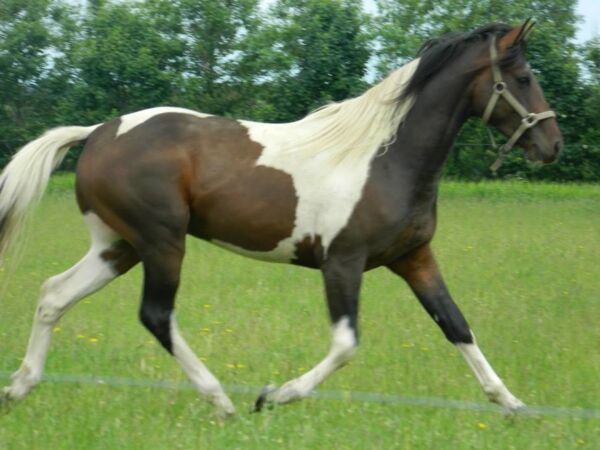 Billede