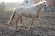 Billede