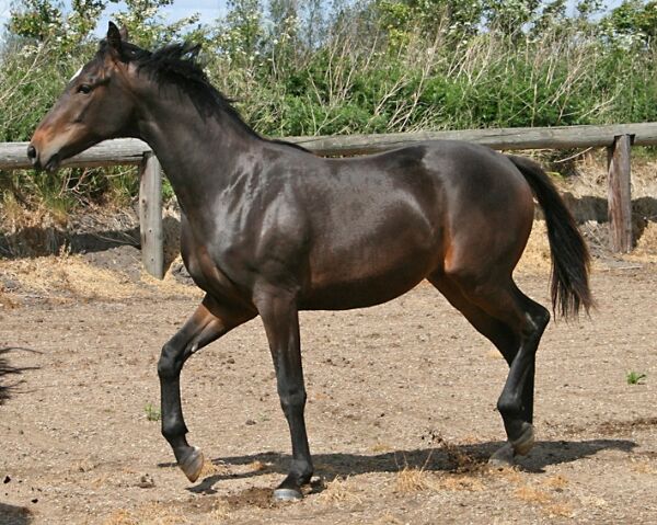 Billede
