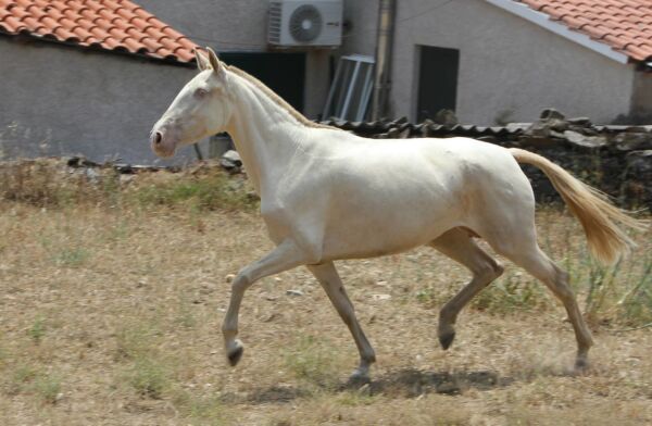 Billede
