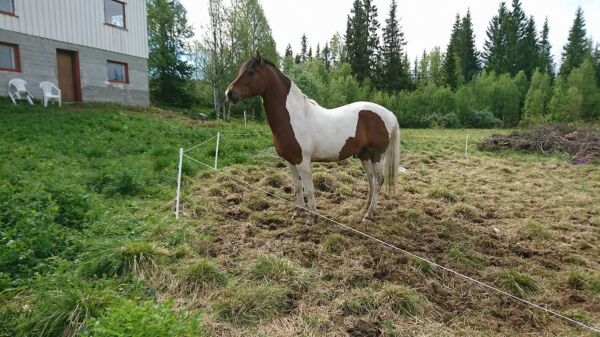 Billede