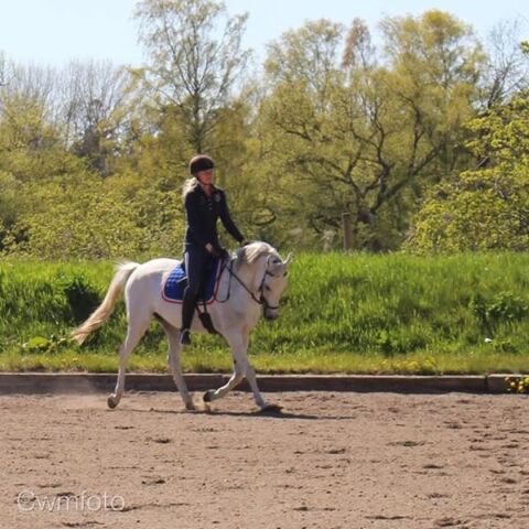 Billede