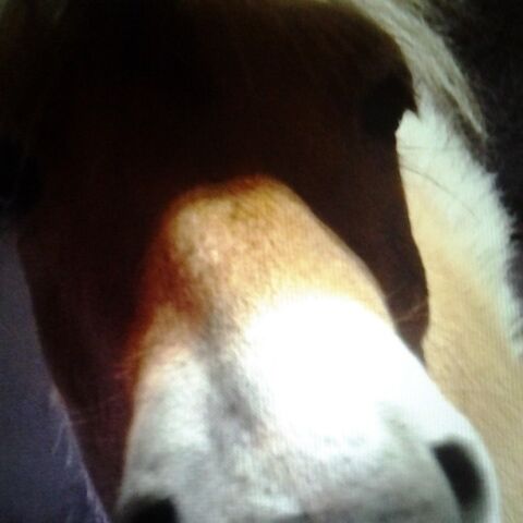 Billede