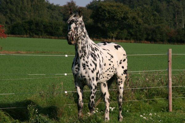 Billede
